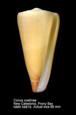 Conus coelinae.jpg - Conus coelinaeCrosse,1858